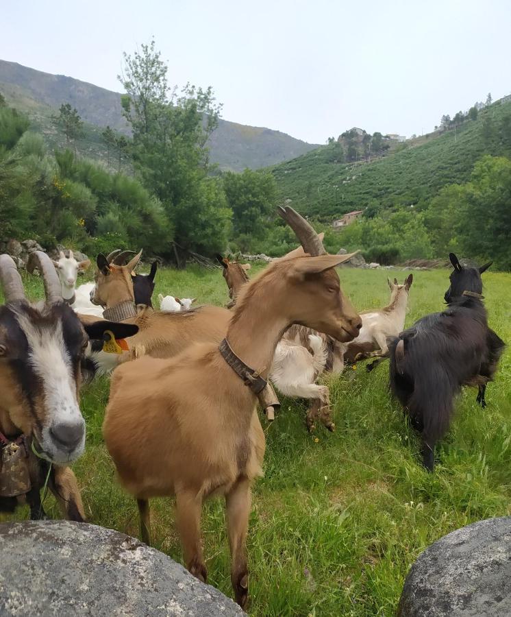 Abrigo Do Cabecinho - Serra Da Estrela Cortes do Meio Esterno foto